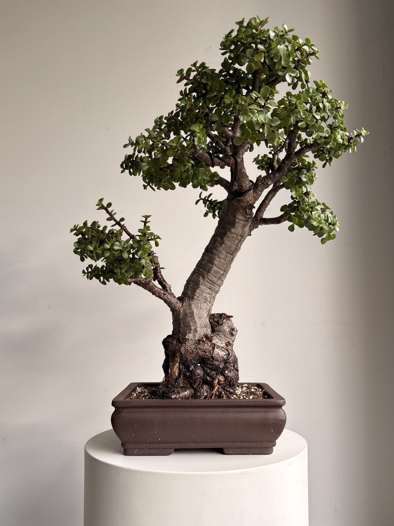 Northern Beaches Bonsai